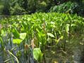 Sagittaria platyphylla